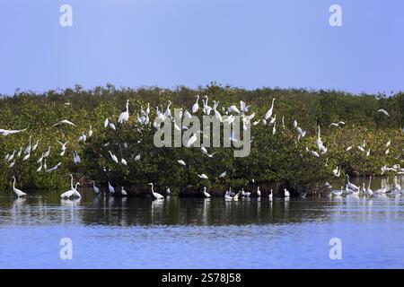 Réserve faunique nationale de Merritt Island, Black point Wildlife Drive, colonie d'oiseaux, site de reproduction, colonie de hérons, site de nidification, comté de Brevard, Floride, Banque D'Images