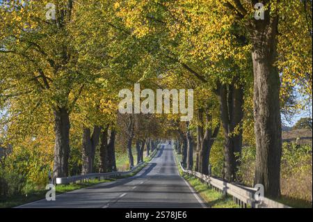 Avenue automnale du chaux (Tilia) sur une route fédérale B 104, Luebeck-Rehna, Mecklembourg-Poméranie occidentale, Allemagne, Europe Banque D'Images