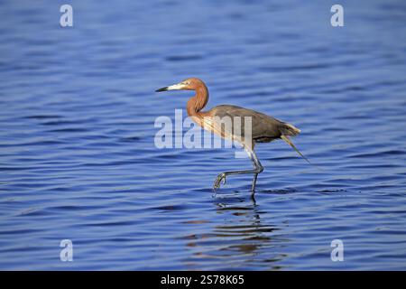 Aigrette rougeâtre (Egretta rufescens), adulte, dans l'eau, recherche de nourriture, chasse, Alert, Merritt Island, Black point Wildlife Drive, Floride, États-Unis, Amérique du Nord Banque D'Images