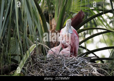 Bec de cuillère de rose (Platalea ajaja), adulte, juvénile, poussin, sur le nid, au site de reproduction, sur arbre, comportement social, assuré Augustine, Floride, Amérique du Nord Banque D'Images