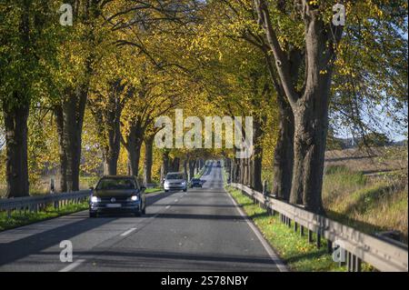 Avenue automnale du chaux (Tilia) sur une route fédérale B 104, Luebeck-Rehna, Mecklembourg-Poméranie occidentale, Allemagne, Europe Banque D'Images