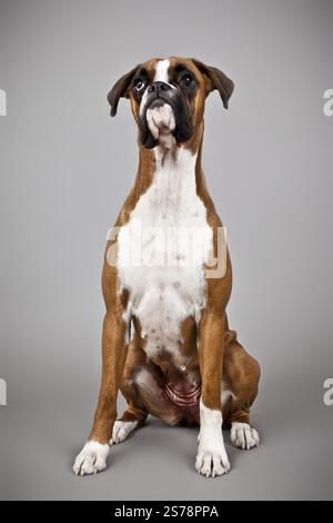 Une image d'un chien Boxer allemand Banque D'Images