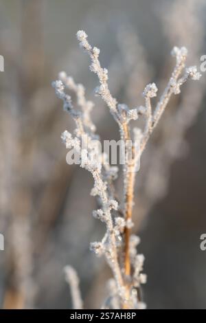 Gros plan de cristaux de glace poussant sur une branche sèche. L'image est au format portrait. Banque D'Images