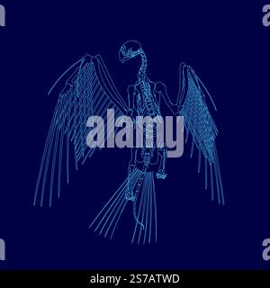 Dessin bleu d'un squelette d'oiseau. Le squelette est montré de manière très détaillée et réaliste, chaque os étant clairement visible Illustration de Vecteur