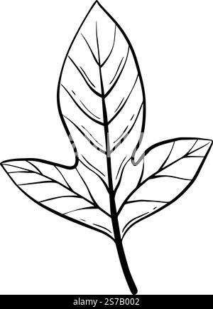 Une élégante illustration en noir et blanc d'une feuille, mettant en valeur sa structure complexe et détaillée. Graphiques dessinés à la main pour la conception de sites Web, articles, livret, étiquette ou publicité. Illustration de Vecteur
