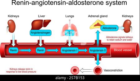 Système rénine angiotensine aldostérone. Réglementation RAAS. Contrôle de la pression artérielle. homéostasie. Maladies cardiovasculaires. Affiche vectorielle Illustration de Vecteur