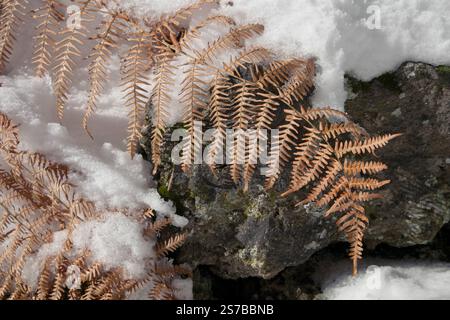 Une fougère sèche en hiver Etna Park, Sicile, Italie Banque D'Images
