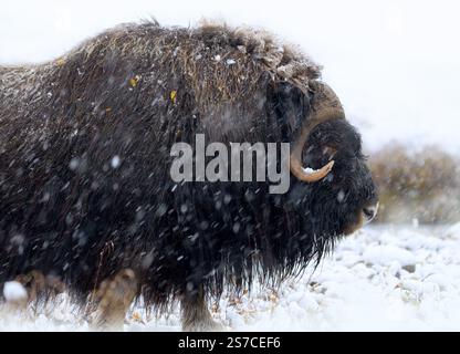 Boeuf musqué du nord dans les montagnes d'hiver, habitat naturel d'hiver avec neige, parc national de Dovrefjell, Norvège. Face à face un rat musqué. Combat de bœuf musqué. Mu sauvage Banque D'Images