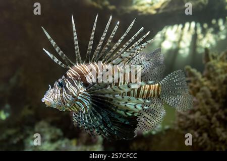 Lionfish commun ou Lionfish rouge (Pterois volitans), Maldives, Océan Indisan, Asie Banque D'Images