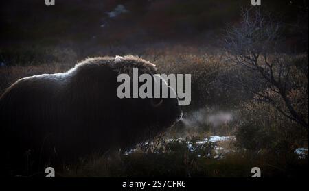 Boeuf musqué du nord dans les montagnes d'hiver, habitat naturel d'hiver avec neige, parc national de Dovrefjell, Norvège. Face à face un rat musqué. Combat de bœuf musqué. Mu sauvage Banque D'Images