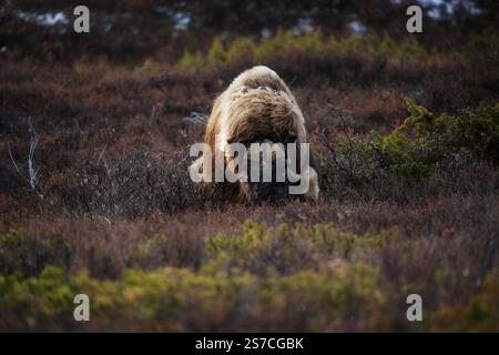 Boeuf musqué du nord dans les montagnes d'hiver, habitat naturel d'hiver avec neige, parc national de Dovrefjell, Norvège. Face à face un rat musqué. Combat de bœuf musqué. Mu sauvage Banque D'Images