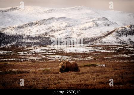 Boeuf musqué du nord dans les montagnes d'hiver, habitat naturel d'hiver avec neige, parc national de Dovrefjell, Norvège. Face à face un rat musqué. Combat de bœuf musqué. Mu sauvage Banque D'Images