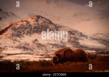 Boeuf musqué du nord dans les montagnes d'hiver, habitat naturel d'hiver avec neige, parc national de Dovrefjell, Norvège. Face à face un rat musqué. Combat de bœuf musqué. Mu sauvage Banque D'Images