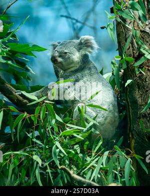 Koala, femelle sur un arbre, (Phascolarctos cinereus) Banque D'Images