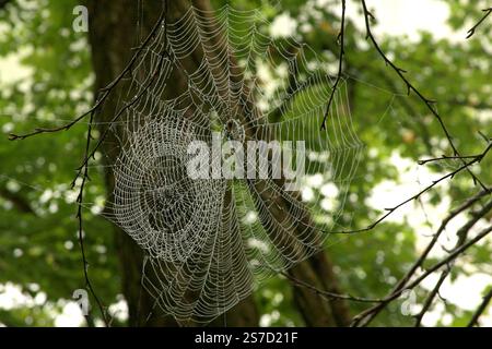 Toiles d'araignées dans les branches d'arbres dans un matin humide Banque D'Images