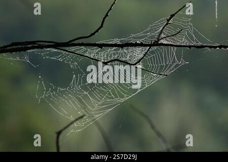Toile d'araignée dans les branches d'arbre dans un matin humide Banque D'Images