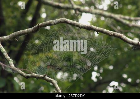 Toile d'araignée dans les branches d'arbre dans un matin humide Banque D'Images