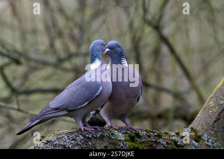 Pigeons de bois commun - Columba palumbus affichage cour. Banque D'Images