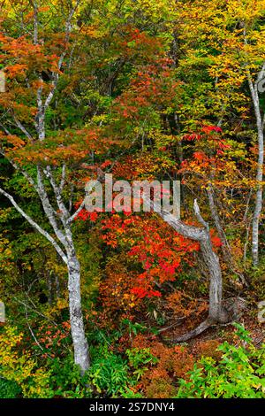 Fond de forêt. Arbre de couleur vibrant, nature change feuilles jaunes en octobre saison, Hakuba, Nagano, Japon. Banque D'Images