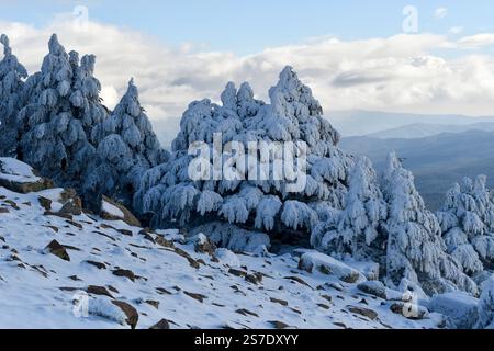 Vue panoramique de la neige couvrant les cèdres Blue Atlas dans la montagne Chelia en Algérie Banque D'Images