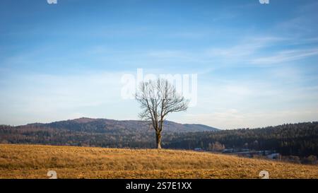 Un arbre solitaire sur une colline dans les montagnes Bieszczady, vue vers l'Ukraine (photo couleur) Banque D'Images