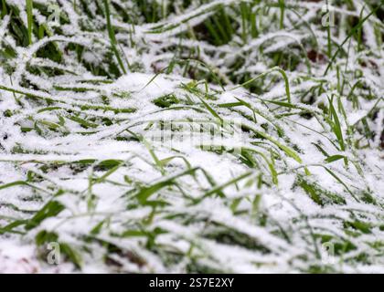 texture de neige sur herbe verte enneigée naturelle, hiver Banque D'Images