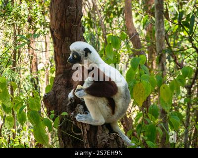 Sifaka de Coquerel, jungle forestière tropicale sur l’île de Madagascar Banque D'Images