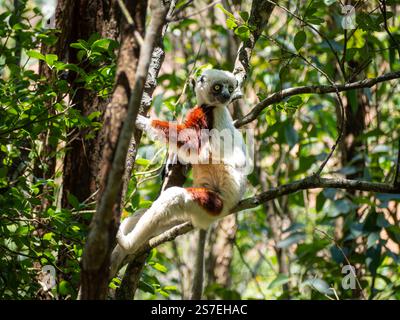 Sifaka de Coquerel, jungle forestière tropicale sur l’île de Madagascar Banque D'Images