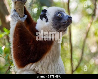Sifaka de Coquerel, jungle forestière tropicale sur l’île de Madagascar Banque D'Images