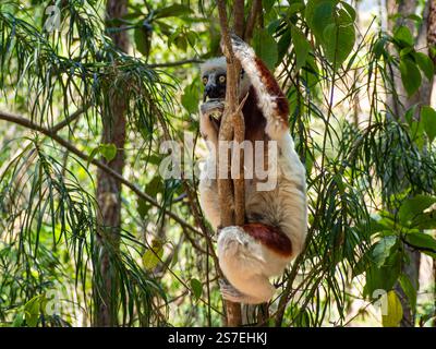 Sifaka de Coquerel, jungle forestière tropicale sur l’île de Madagascar Banque D'Images