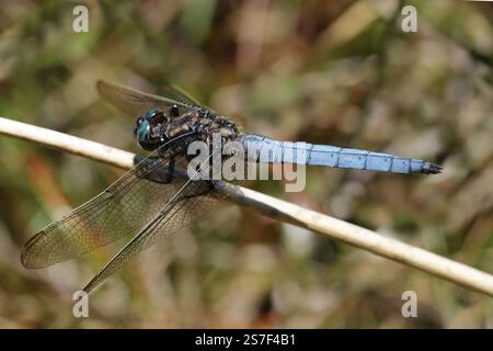 Écumoire à quille (Orthetrum coerulescens) - mâle Banque D'Images