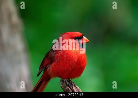 Cardinal mâle rouge vif pendant la migration printanière. Ils appartiennent à la famille des Cardinalidae et sont des passereaux trouvés en Amérique du Nord et du Sud. Banque D'Images