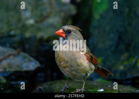 Cardinal féminin le long d'un petit ruisseau sous une canopée de forêt sombre. Ils appartiennent à la famille des Cardinalidae et sont des passereaux Banque D'Images