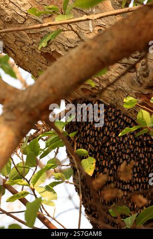 Un énorme nid d'abeilles sauvages construit sous une grande branche d'arbre haut dans la canopée Banque D'Images