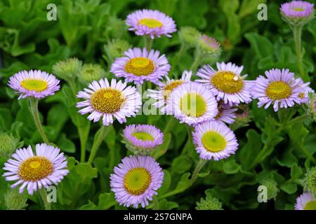 Erigeron glaucus, ou Marguerite de bord de mer, fleabane de bord de mer, et Beach aster «Western Hills» en fleur Banque D'Images