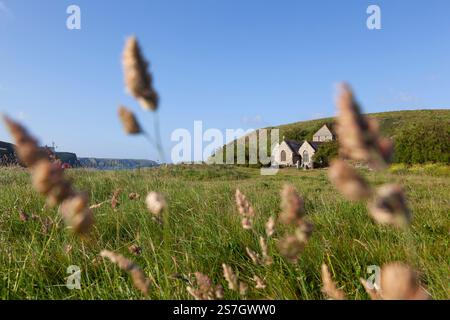 Graminées à l'heure d'or à Gunwalloe Church Cove, Cornouailles Banque D'Images