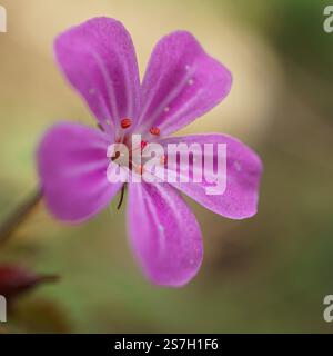 Herb robert, Géranium robertianium, fleur rose dans le jardin au printemps Banque D'Images
