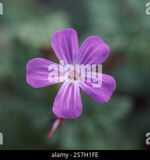 Herb robert, Géranium robertianium, fleur rose dans le jardin au printemps Banque D'Images