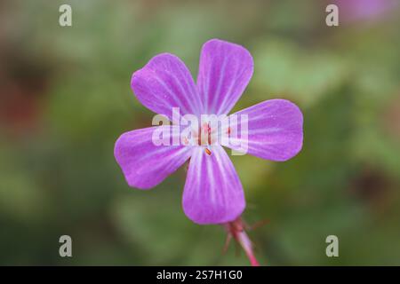 Herb robert, Géranium robertianium, fleur rose dans le jardin au printemps Banque D'Images