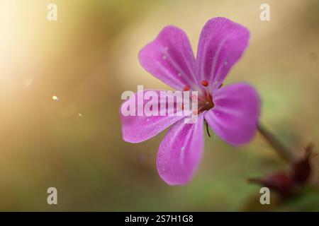Herb robert, Géranium robertianium, fleur rose dans le jardin au printemps Banque D'Images
