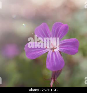 Herb robert, Géranium robertianium, fleur rose dans le jardin au printemps Banque D'Images
