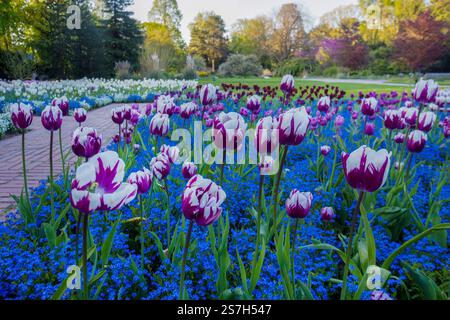 Champs de tulipes dans LA FLORE du jardin botanique à Cologne - nature fantastique début mai Banque D'Images