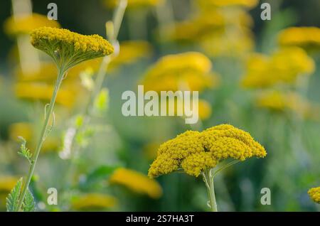 Achillea filipendulina 'Gold plate'. Herbacé vivaces, 1,2 m de haut, avec des feuilles vertes plumeuses et de grandes têtes plates de petites, jaune doré profond. ROYAUME-UNI Banque D'Images