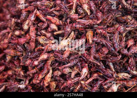 Les chapulines sont des insectes comestibles Grasshoppers utilisés dans la cuisine mexicaine dans la région de Oaxaca. Banque D'Images