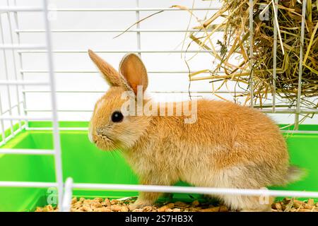 Adorable lapin dans une cage avec literie et foin pour la nourriture Banque D'Images