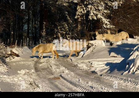 White Winter Wonderland dans le parc national enneigé de Dartmoor Banque D'Images