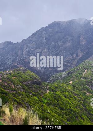 PR1 île de Madère Portugal incendies de forêt conséquences arbres rugueux contraste dramatique sol brûlé verdure montagnes falaise colline brouillard brume éco nature Banque D'Images