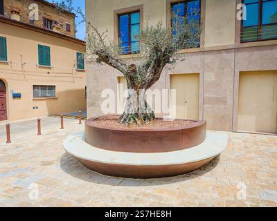 Volterra, Toscane. Vue sur la rue de Volterra - ville toscane médiévale avec un vieil olivier planté dans une rue de la vieille ville Banque D'Images