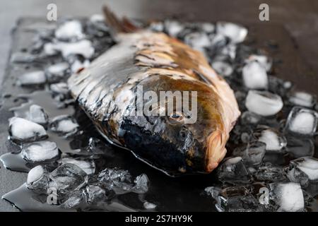 Poisson de carpe cru nettoyé réfrigéré sur de la glace sur un fond noir, gros plan. dorado biologique frais cru ou poisson de dorade de mer sur ardoise noire Banque D'Images