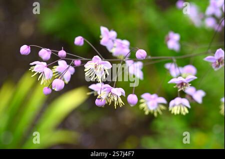 Lilas délicats et fleurs d'automne blanches de Thalictrum delavayi ou rue de prairie chinoise dans le jardin britannique août Banque D'Images